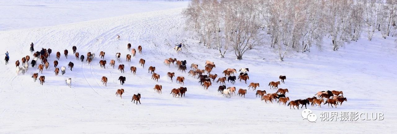 冬季烏蘭布統(tǒng)壩上雪地奔馬金山嶺長(zhǎng)城六天攝影